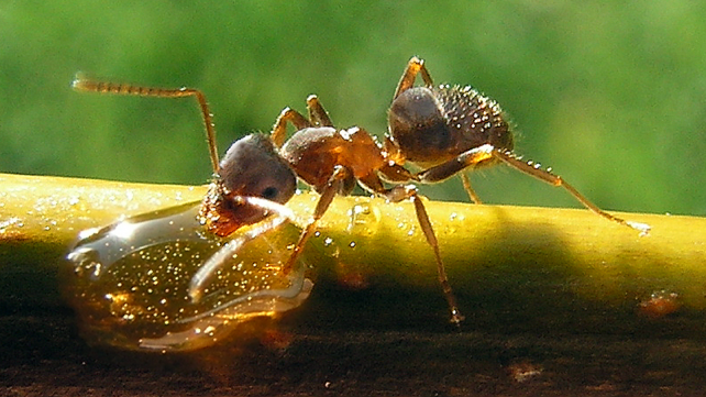 7 ways to bring alive the story of ants in your classroom