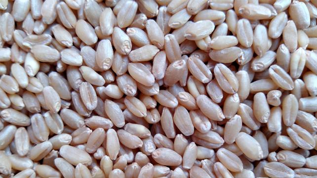 Wheat Grains