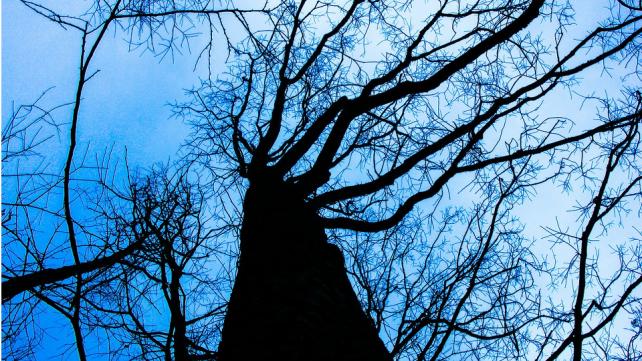 a bare eerie looking tree